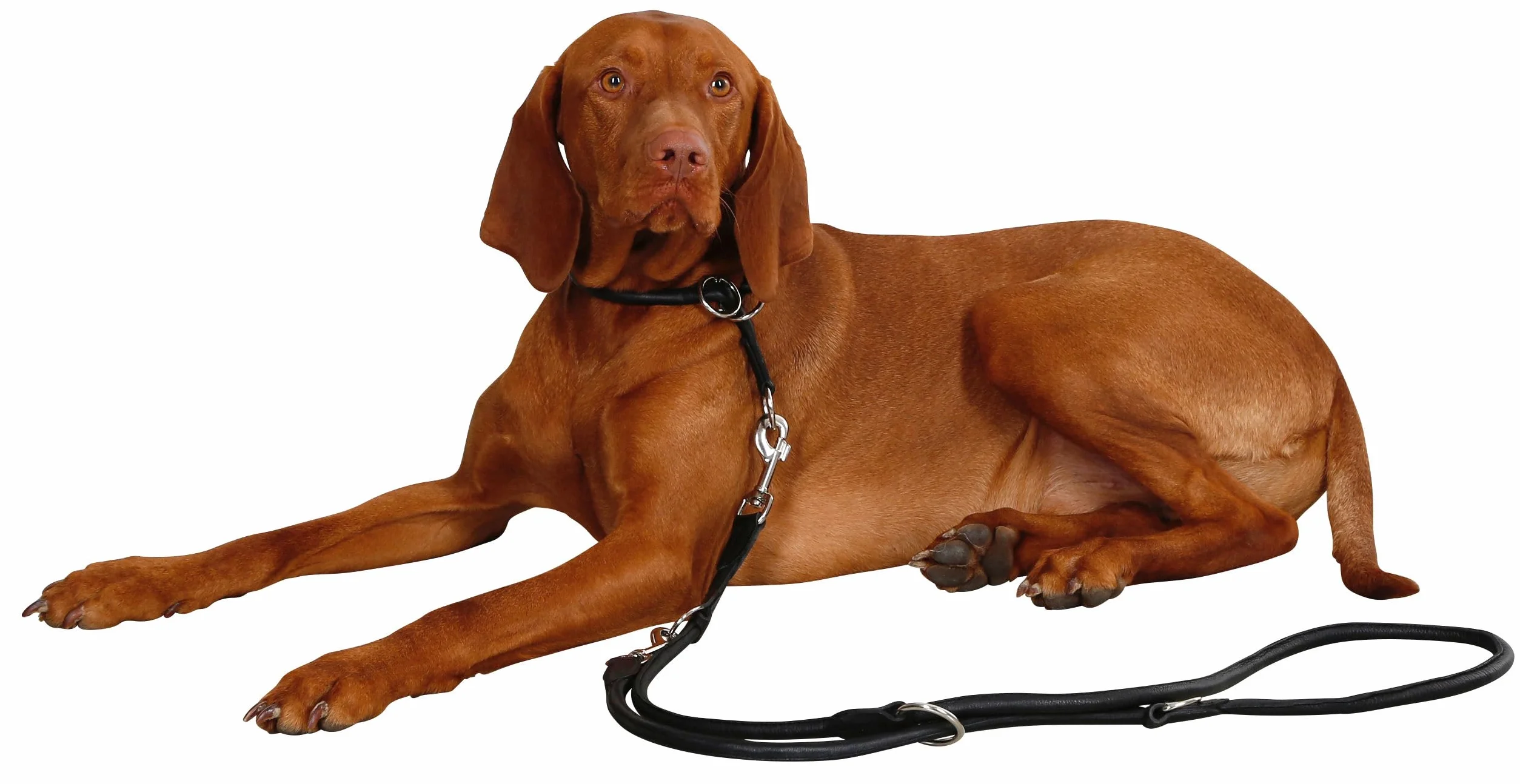 Kerbl Roma okrągły skórzany choker, 60 cm, koniak