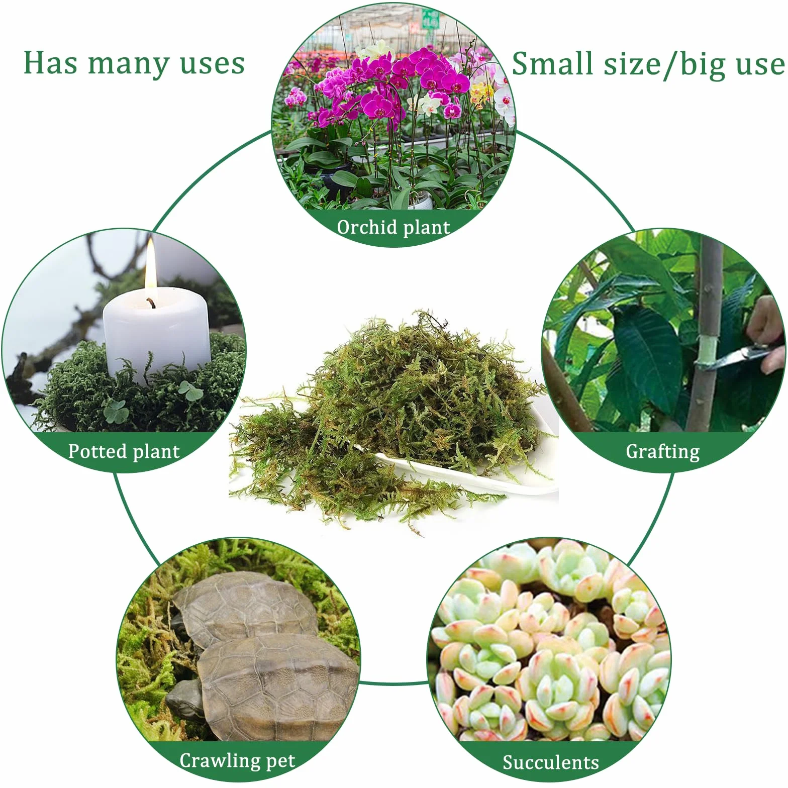 CONNECTION Sphagnum Mech dla Roślin 200g Naturalny Mech Torfowy Naturalny Sphagnum Mech dla Gadów Mech do Rękodzieła na Terrarium, Klatki dla Gadów, Gazony, Ogród, Rośliny Pokojowe, Dekoracja