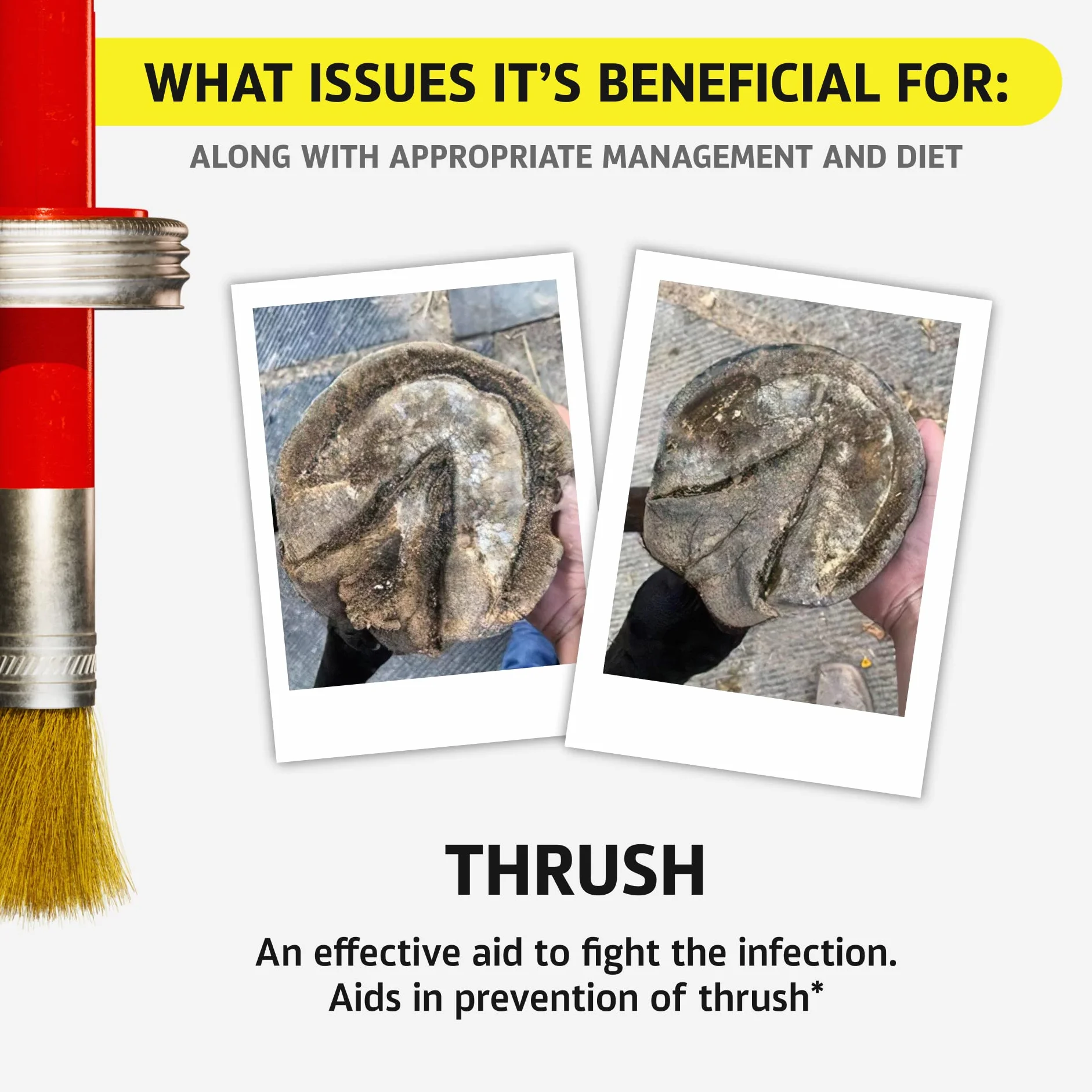 Hoof Doctor - White Line | Thrush | Abscesses | Quarter Crack | Seedy Toe | Corns and Sole Bruises - 100% All-Natural Hoof Care Product - Birch Bark Extract, Betulin, Omega-3 with Vits A & D (16 Oz)