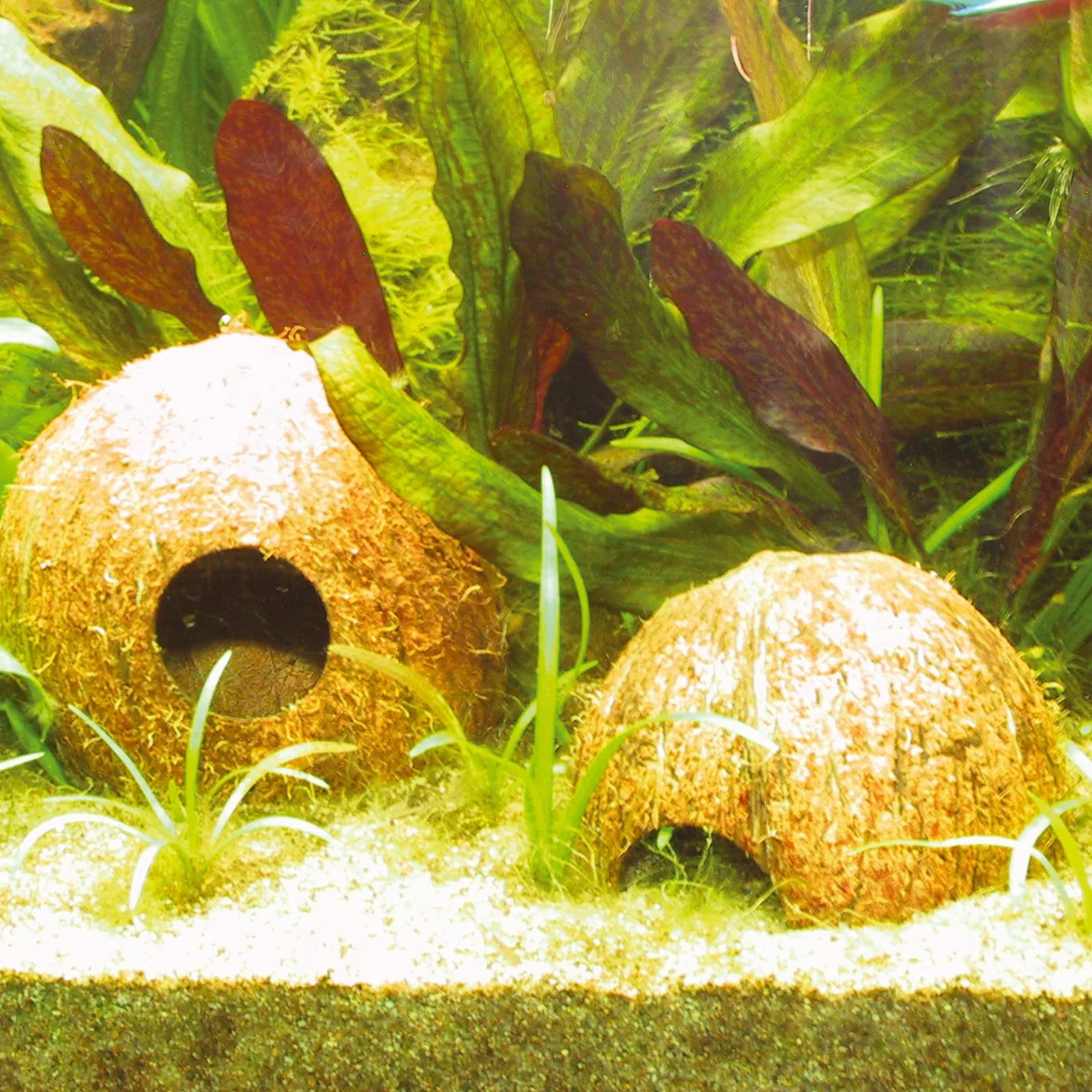 JBL 61510 miska na orzech kokosowy jako jaskinia do akwariów i terrariów, Cocos Cava 1/2 l