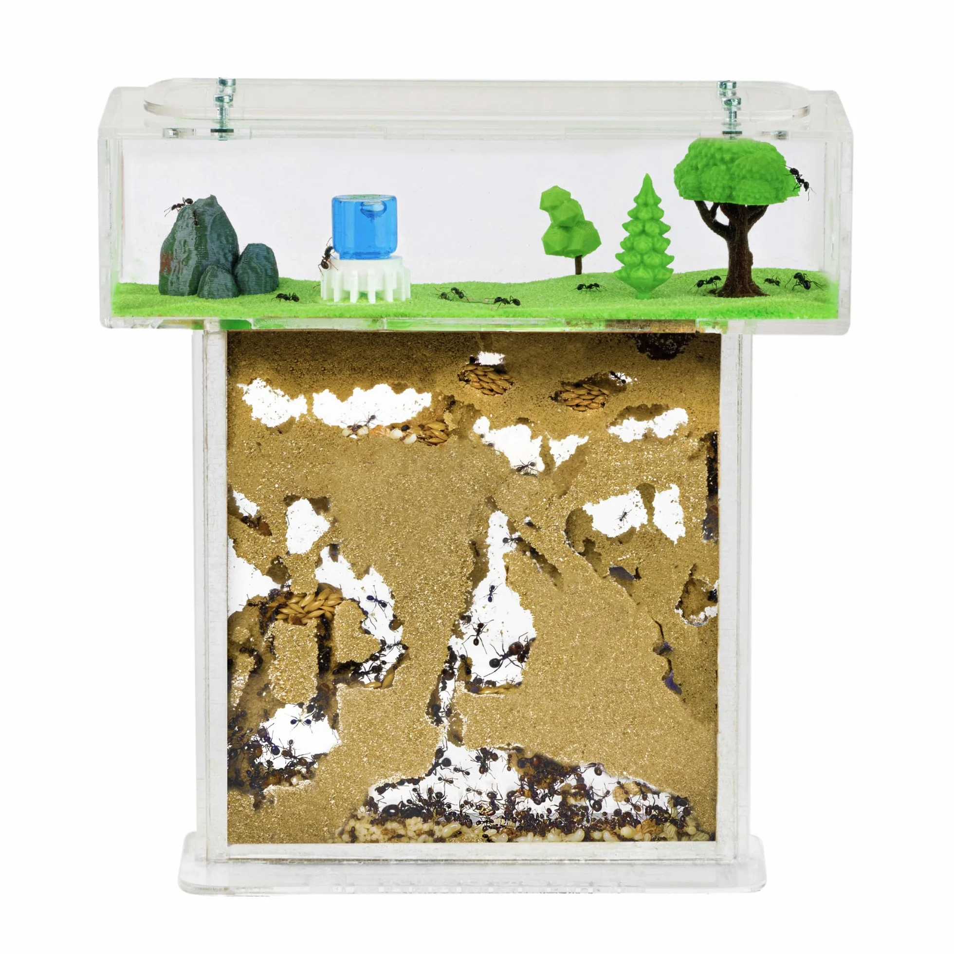 AntHouse farma mrówek z naturalnego piasku, zestaw akrylowy T, 15 x 15 x 1 cm, 5 cm, mrówki w zestawie