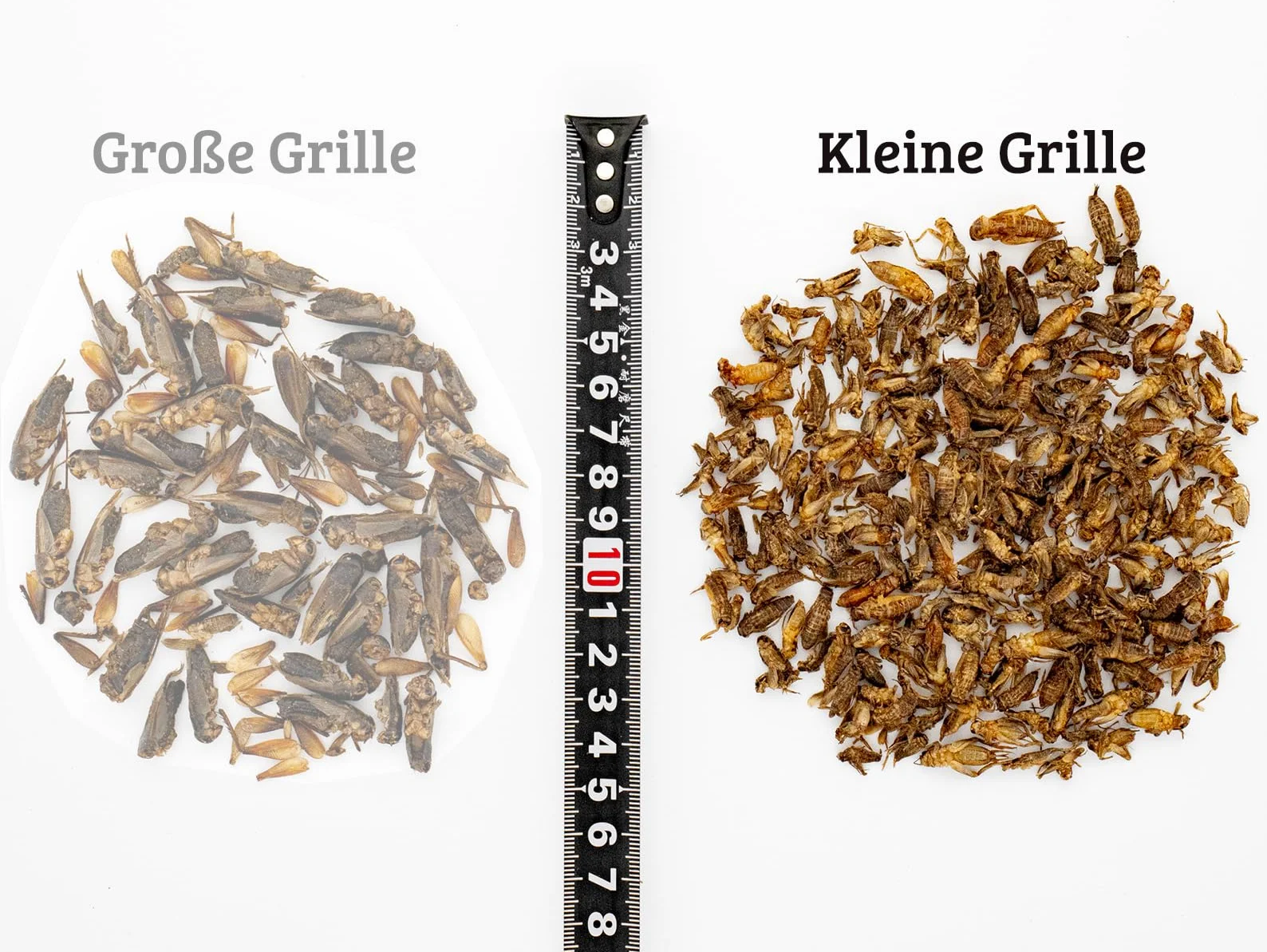 UGF - Suszone małe świerszcze - 400 g w wiaderku 3-litrowym, Owady świerszczowe, Karma dla ptaków dzikich (całoroczna), Karma dla żółwi, Karma dla jeży, Karma dla jaszczurek, Karma dla ryb