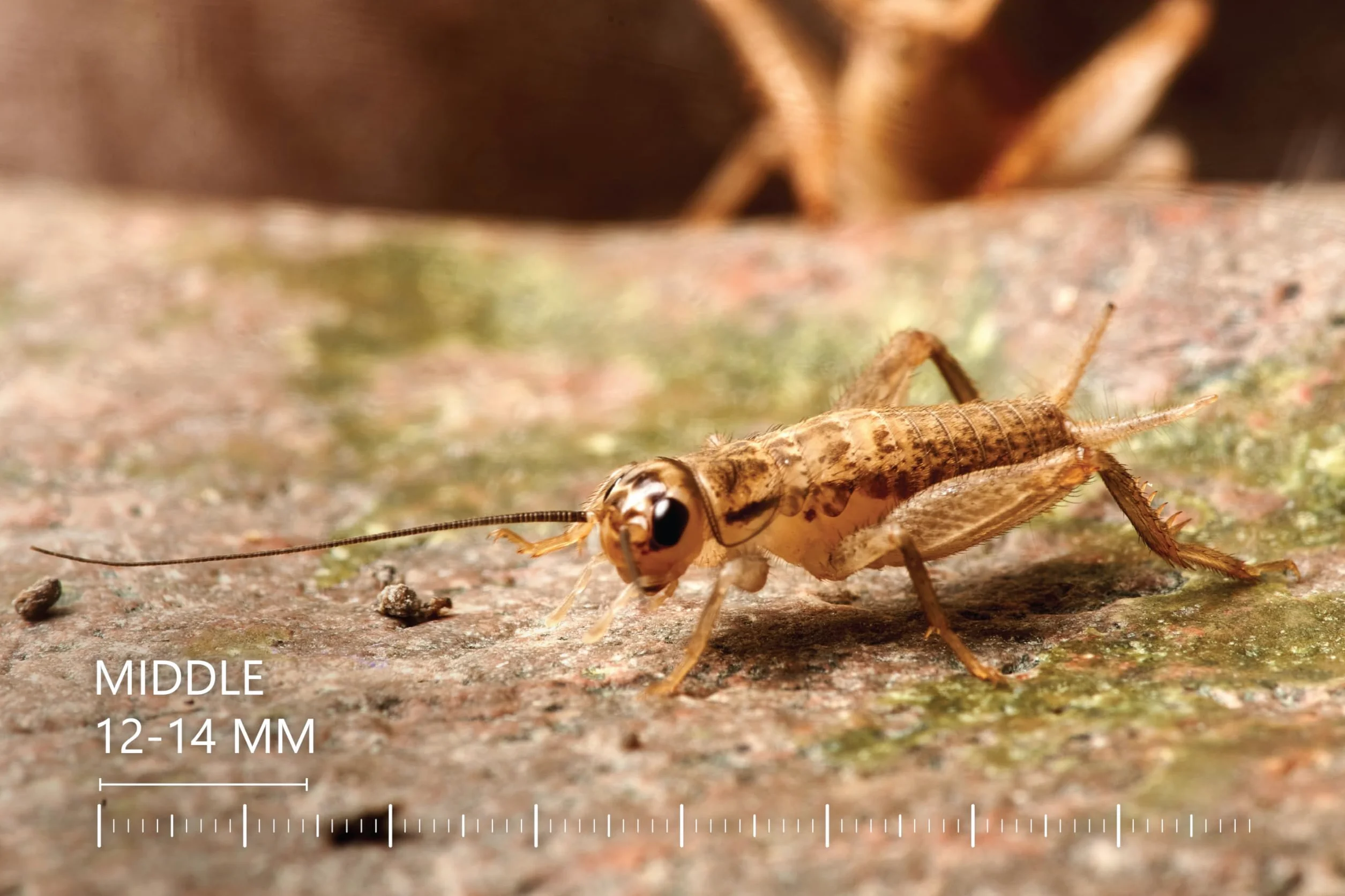 Żywe świerszcze domowe | rozmiar 2 (6-8 mm) Bardzo małe| MINI op – 150 szt. | karmowe wylęg