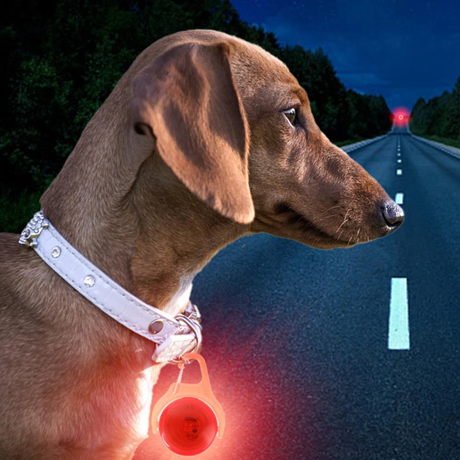 Dog Night Walking Lights l LED Dog Collar Light l Reflective Dog Walking Light l Rechargeable Pet Safety Light l Dog Walking Light-up Accessories Bright & Powerful Illumination for dogs of all sizes
