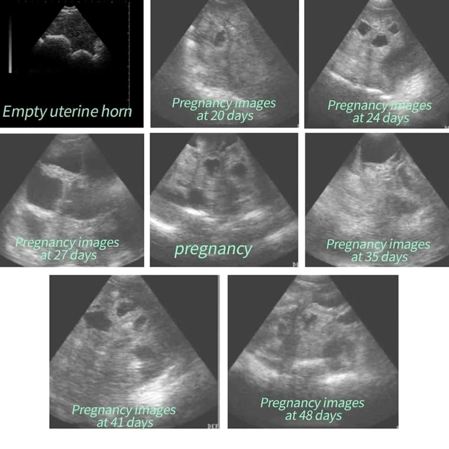 Zestaw weterynaryjnego skanera ultrasonograficznego – przenośna maszyna do testowania ciążowego HD z sondą mechaniczną dla świń i owiec – idealna do testowania ciążowego na zwierzętach