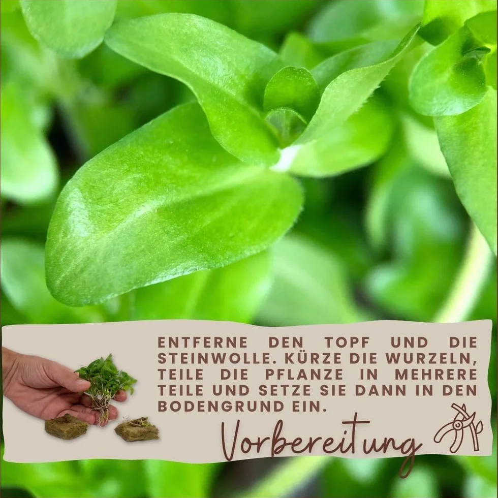 AquaOne Roślina akwariowa Cyperus helferi I roślina wodna, roślina akwariowa, rozłogi w pełni zakorzenione, łatwa w pielęgnacji, dekoracja Aquascaping