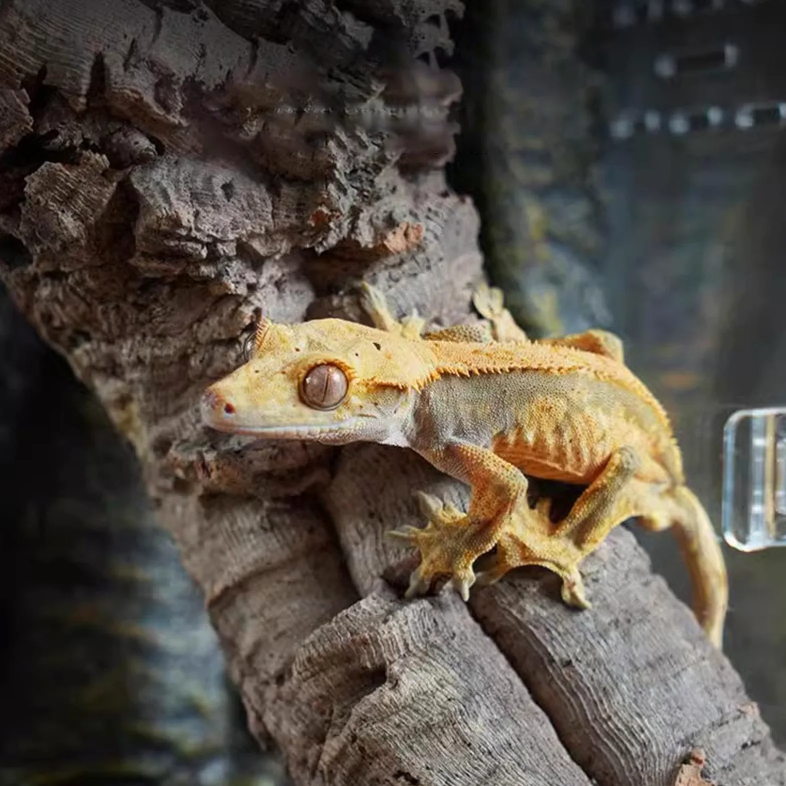 Siedlisko pająka, przezroczyste akrylowe terrarium o całkowitej przejrzystości | Małe siedlisko dla gadów, dla jaszczurek, ślimaków, żab, węży i krabów pustelników