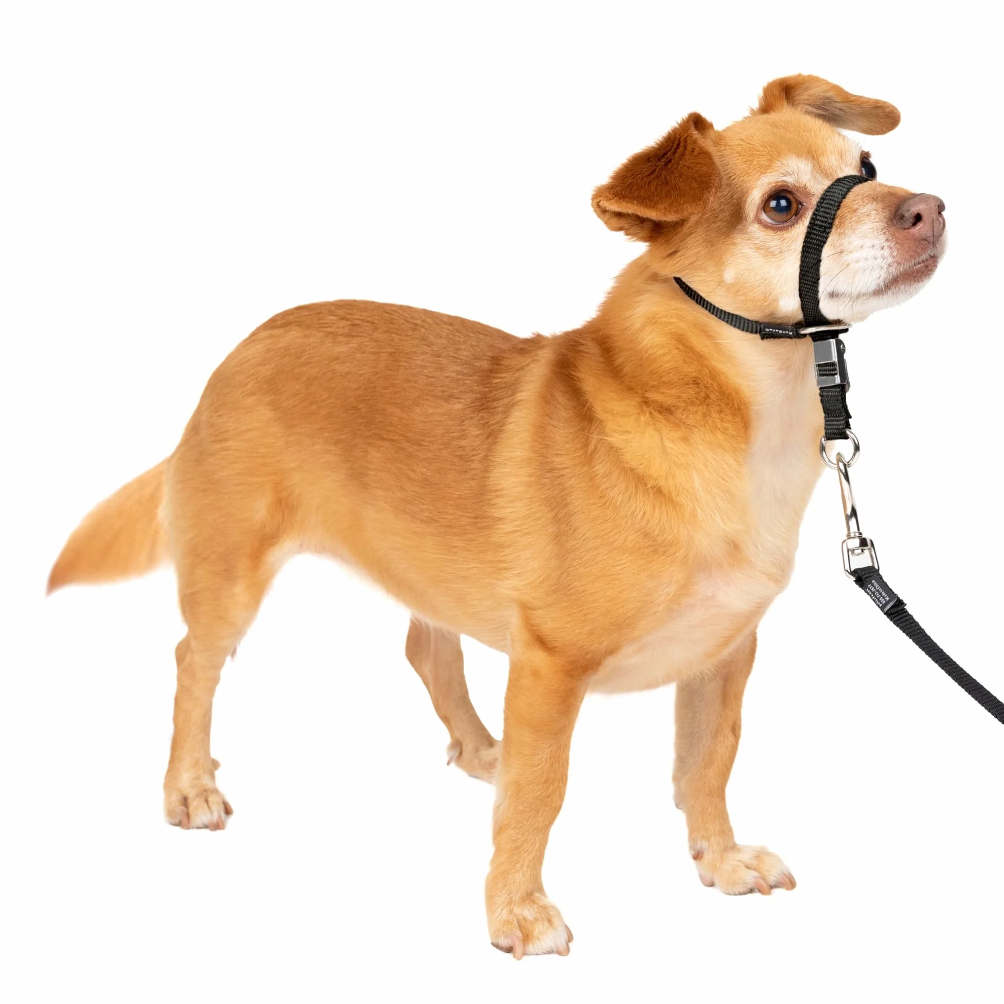 PetSafe Gentle Leader Headcollar No-Pull Dog Collar - Helps Improve Walks - Durable Nylon Construction - Padded Nose Loop - Adjustable Fit - Comfort Walking Halter - Petite, Black
