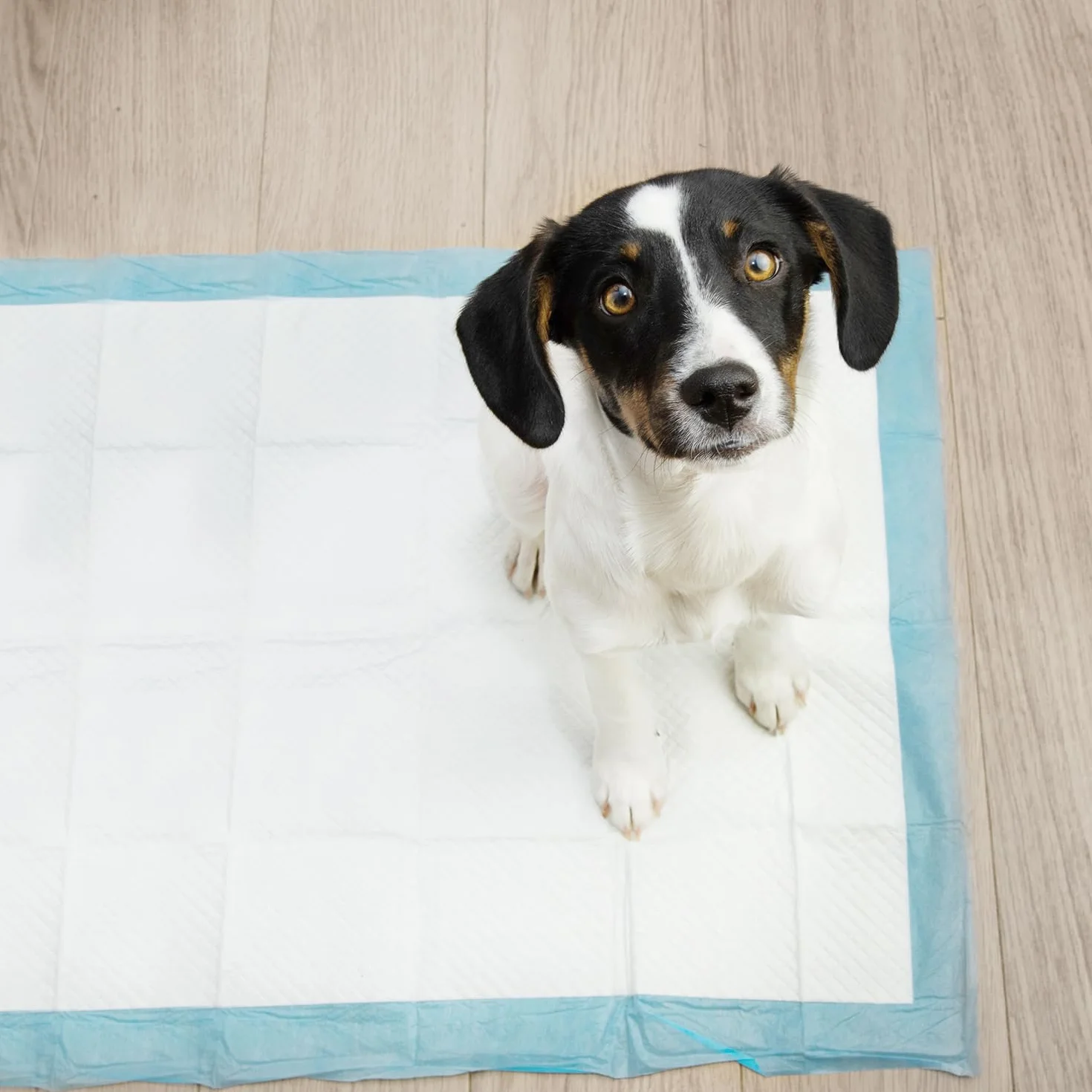 Podkładki treningowe dla psów 60 x 90 cm, toaleta dla szczeniaków, worek na odchody dla psów 21602, ilość: 50 sztuk