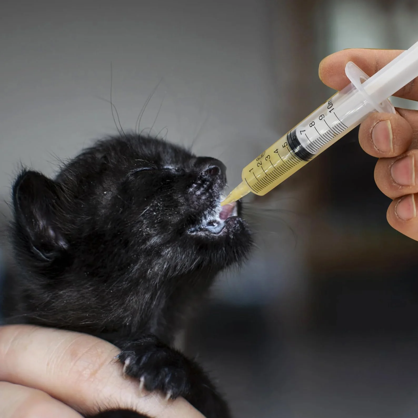 10 strzykawek z wężem, strzykawka 10 ml, strzykawka 10 ml, 10 ml, 10 ml, wąż do karmienia Jungvögel, zawiera strzykawkę 10 ml, dla zwierząt domowych z mlekiem i wodą oraz podawaniem leków
