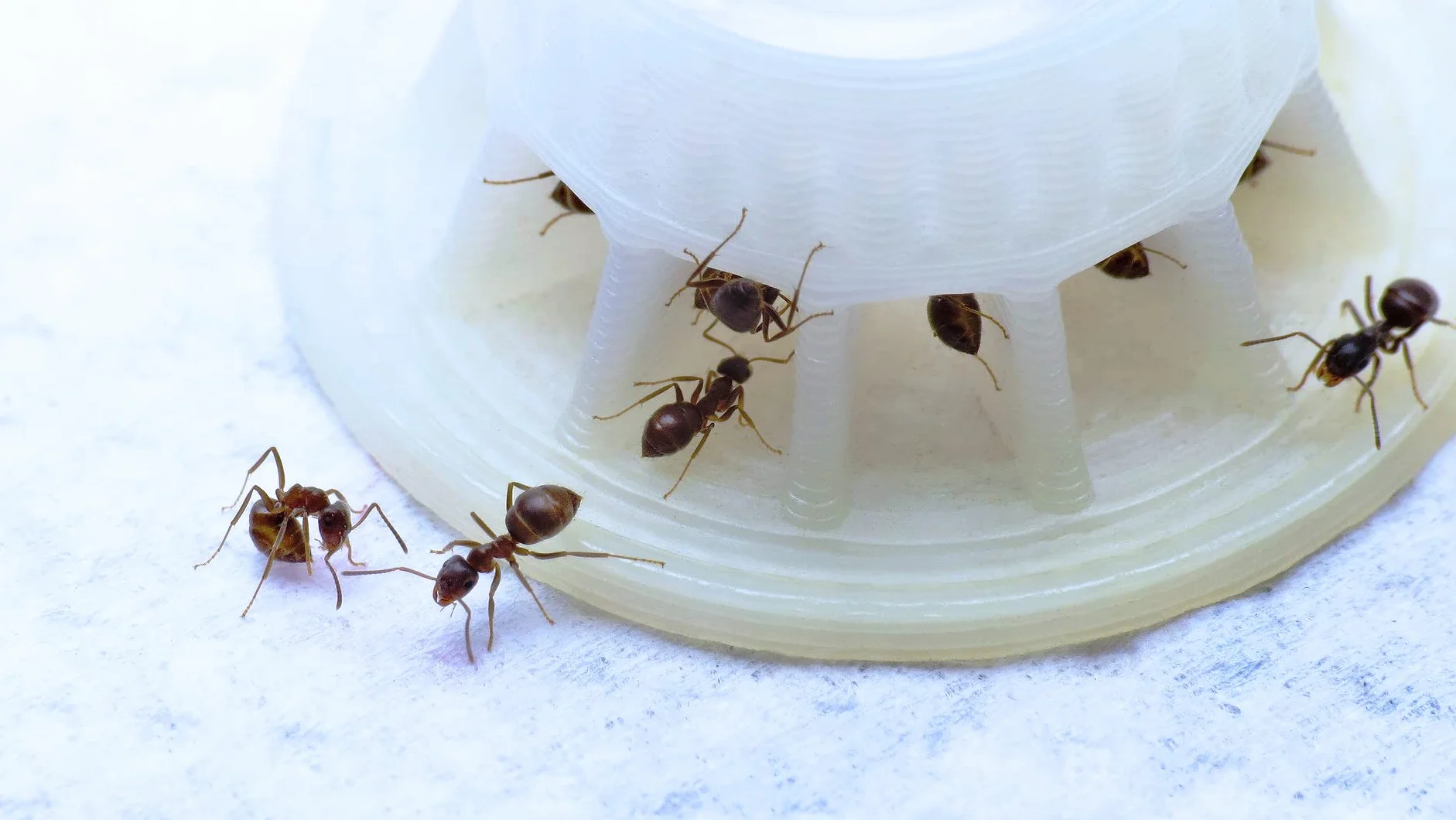 byFormica Podajnik w płynie mini kolor dla mrówek: do wody, wody cukrowej lub nektaru mrówek (kolekcja leśna)