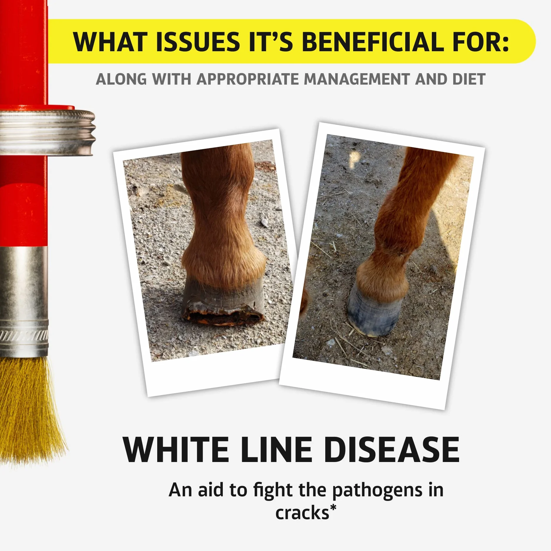 Hoof Doctor - White Line | Thrush | Abscesses | Quarter Crack | Seedy Toe | Corns and Sole Bruises - 100% All-Natural Hoof Care Product - Birch Bark Extract, Betulin, Omega-3 with Vits A & D (16 Oz)