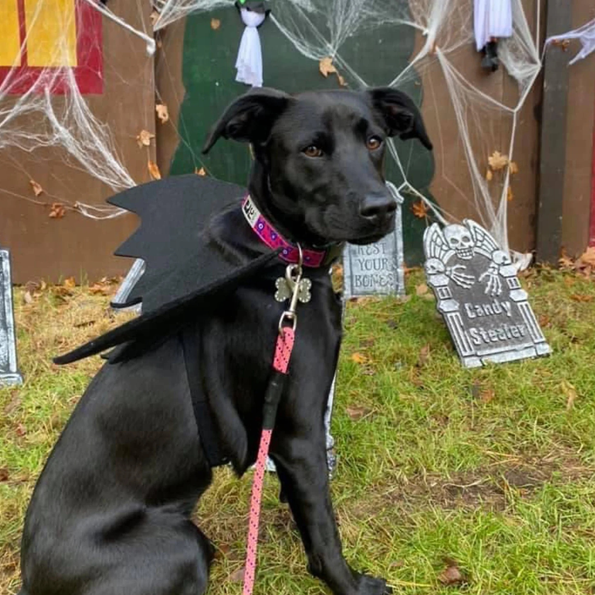 skrzydła psa, kostium nietoperza na Halloween, kostium dla zwierząt domowych, czarne skrzydła nietoperzy, kostium na Halloween, akcesoria dla psów, przebranie na imprezę śmieszne, fajna