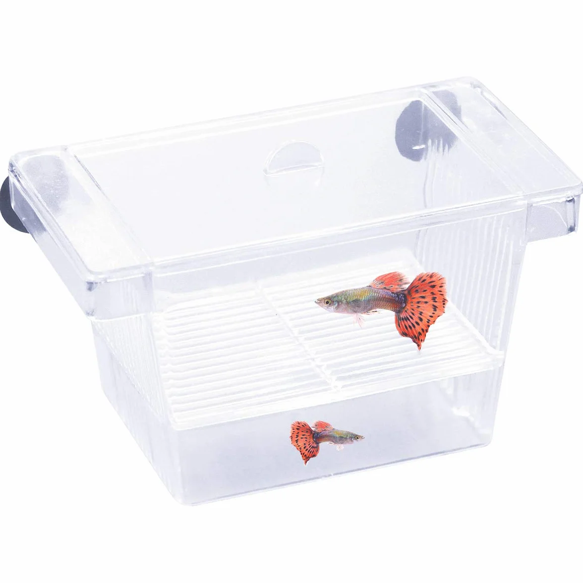 Skrzynka do hodowli ryba wylęgownia z pokrywką przezroczysta plastikowa wylęgająca się pudełko rozdzielacz zbiornika z 2 przyssawkami mały inkubator do akwarium ochrona przed izolacją