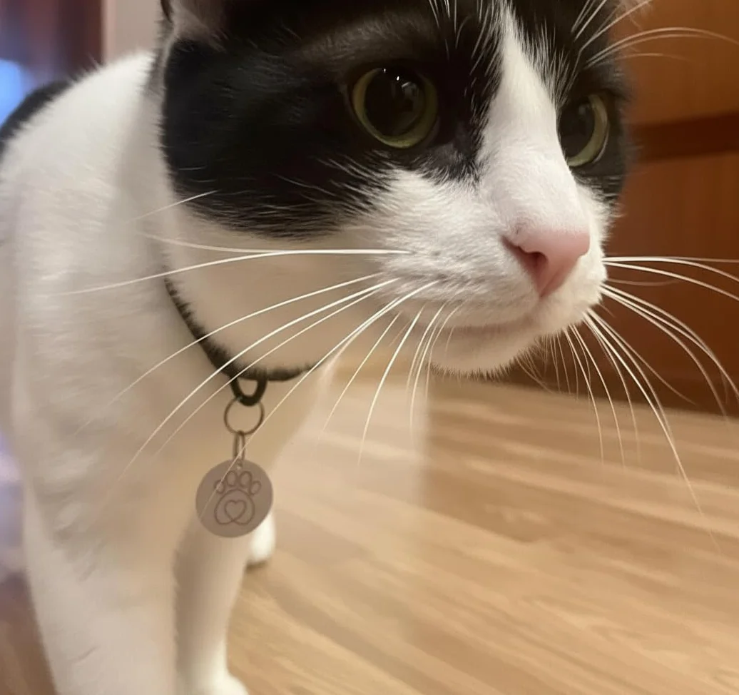 Kompatybilny z Closer Pets Pet Mate Petmate Cat Mate Microchip RFID przywieszki do obroży wymiana klucza 310 do selektywnych klap dla kotów 305 306