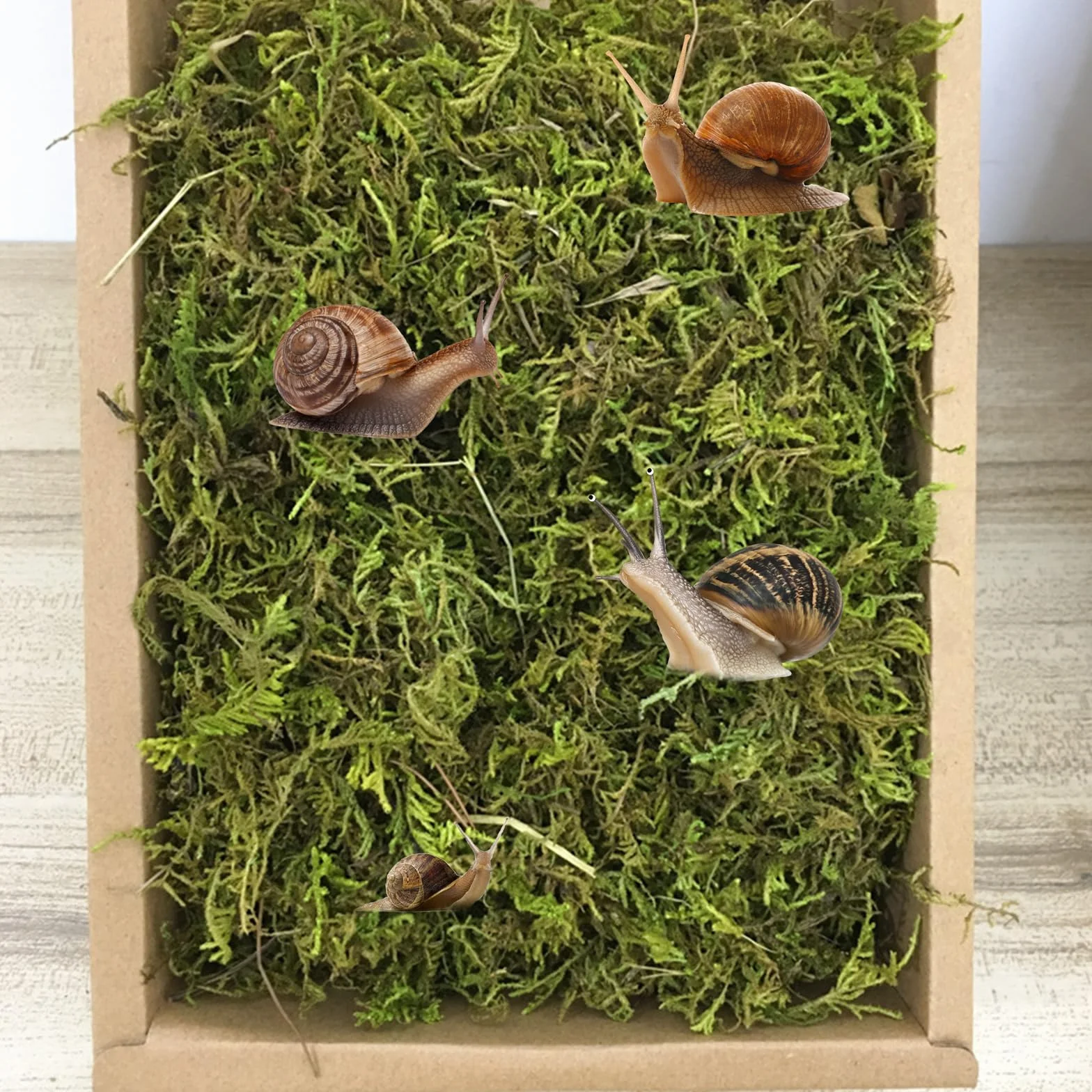 Naturalny mech premium dla gadów, zielony mech, mata mchowa, dekoracja do terrarium, ślimaków, żab, pustelników, żółwi