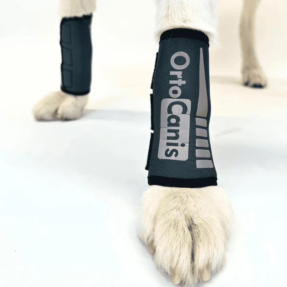Ortocanis - Bandaż na staw nadgarstkowy dla psa - Artroza, urazy więzadeł i ścięgien lub Agility dla psów - Wykonany z neoprenu ARD - Rozmiar XXS 5-8 cm