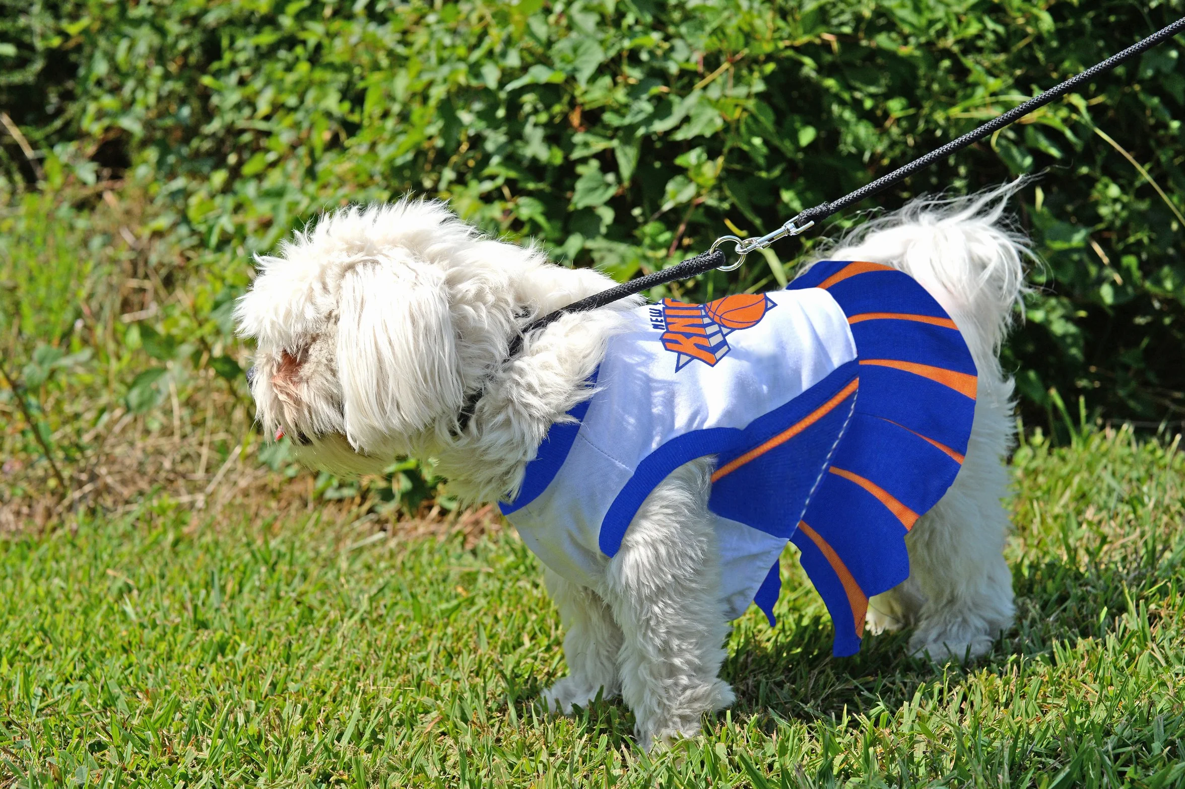 Pets First NBA New York Knicks pies cheerleader sukienka, mała
