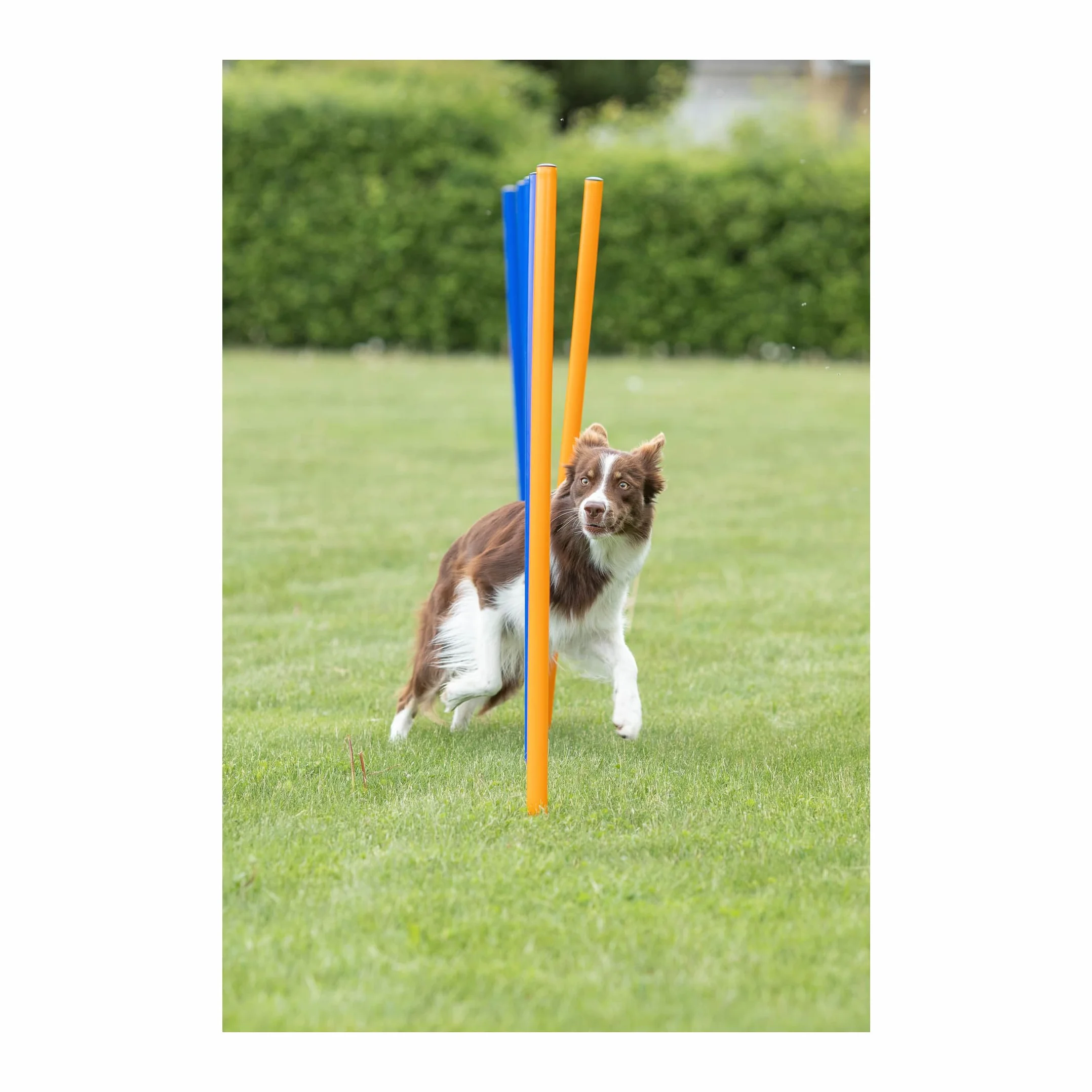 Trixie 3206 Dog Activity Slalom Agility, tworzywo sztuczne, ø 3 × 115 cm, 12 szt., niebieski/pomarańczowy