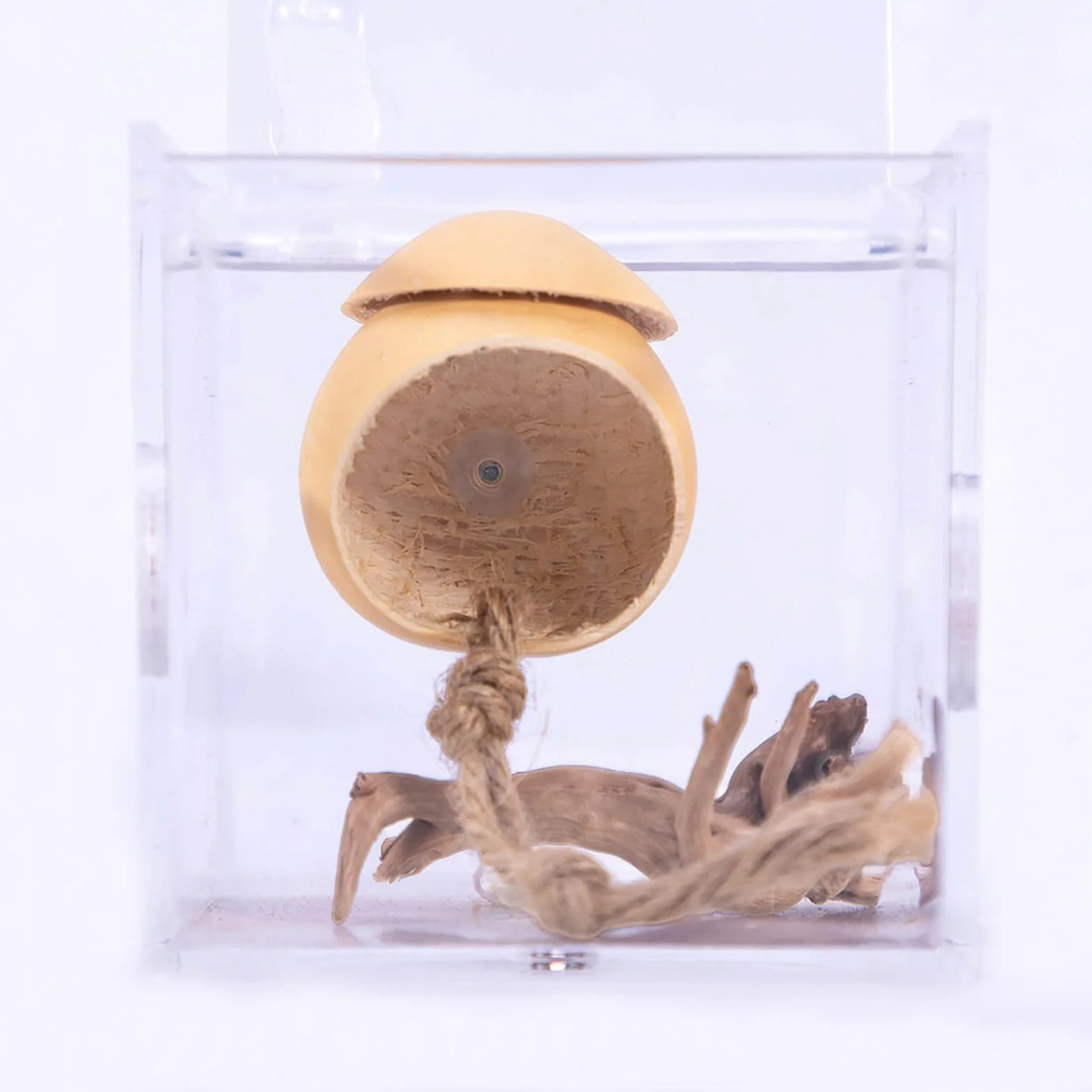 Terrarium Dla Skakunów, Ręcznie Robiona Klatka dla Skaczących Pająków z Przyssawką, Dekoracyjne Terrarium W Kształcie Tykwy Akcesoria Dla Jaszczurek I Żab