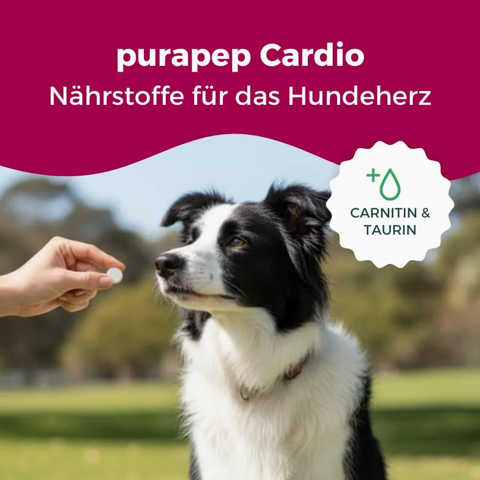 Kardio Tabs – naturalna moc dla serca Twojego psa. Z wysoką dawką tauryny + L-karnityny + białka serwatki: w podeszłym wieku, w przypadku problemów z sercem, dla psów sportowych | 120 tabletek