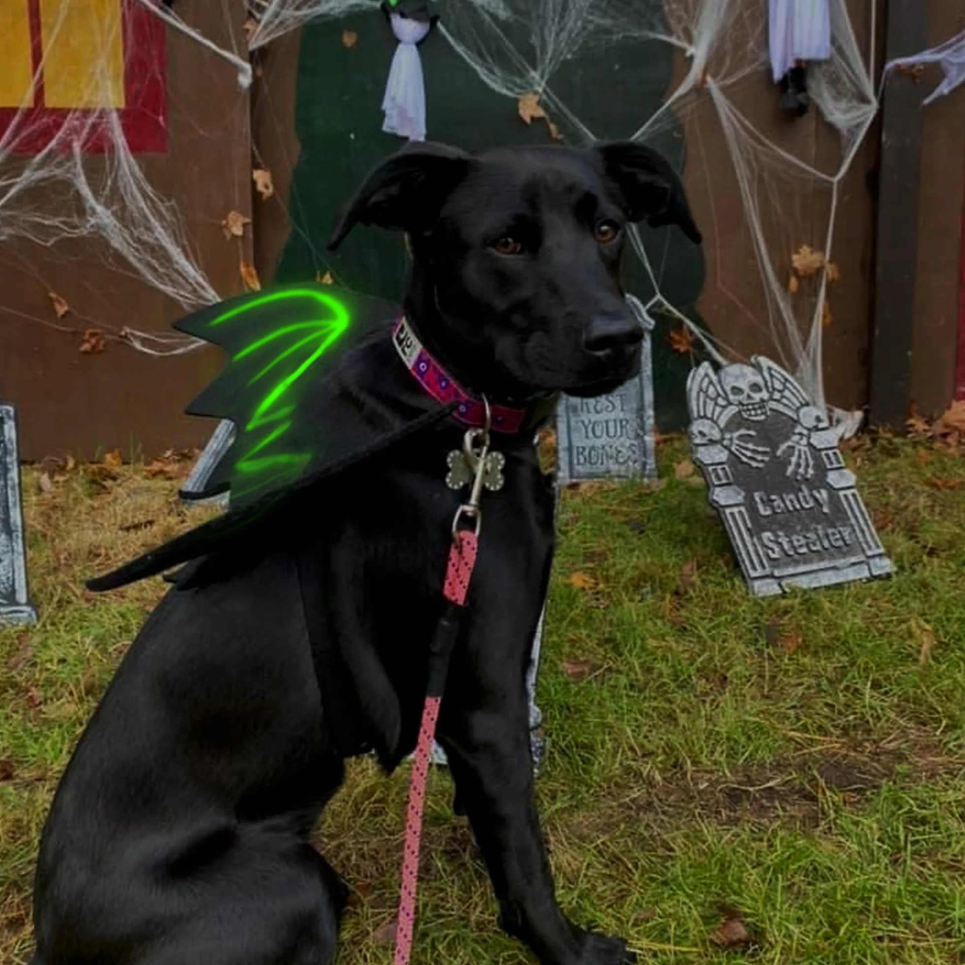 LIBNRTY skrzydła nietoperza dla psa, kostium na Halloween dla psa, stopień dużego psa, kostium nietoperza, strój na Halloween, do dekoracji dużych średnich psów na cosplay