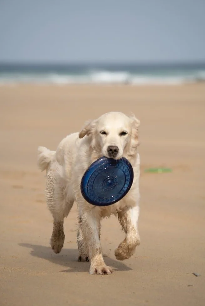 Petface Toyz gumowa zabawka dla psa frisbee - kolor może się różnić