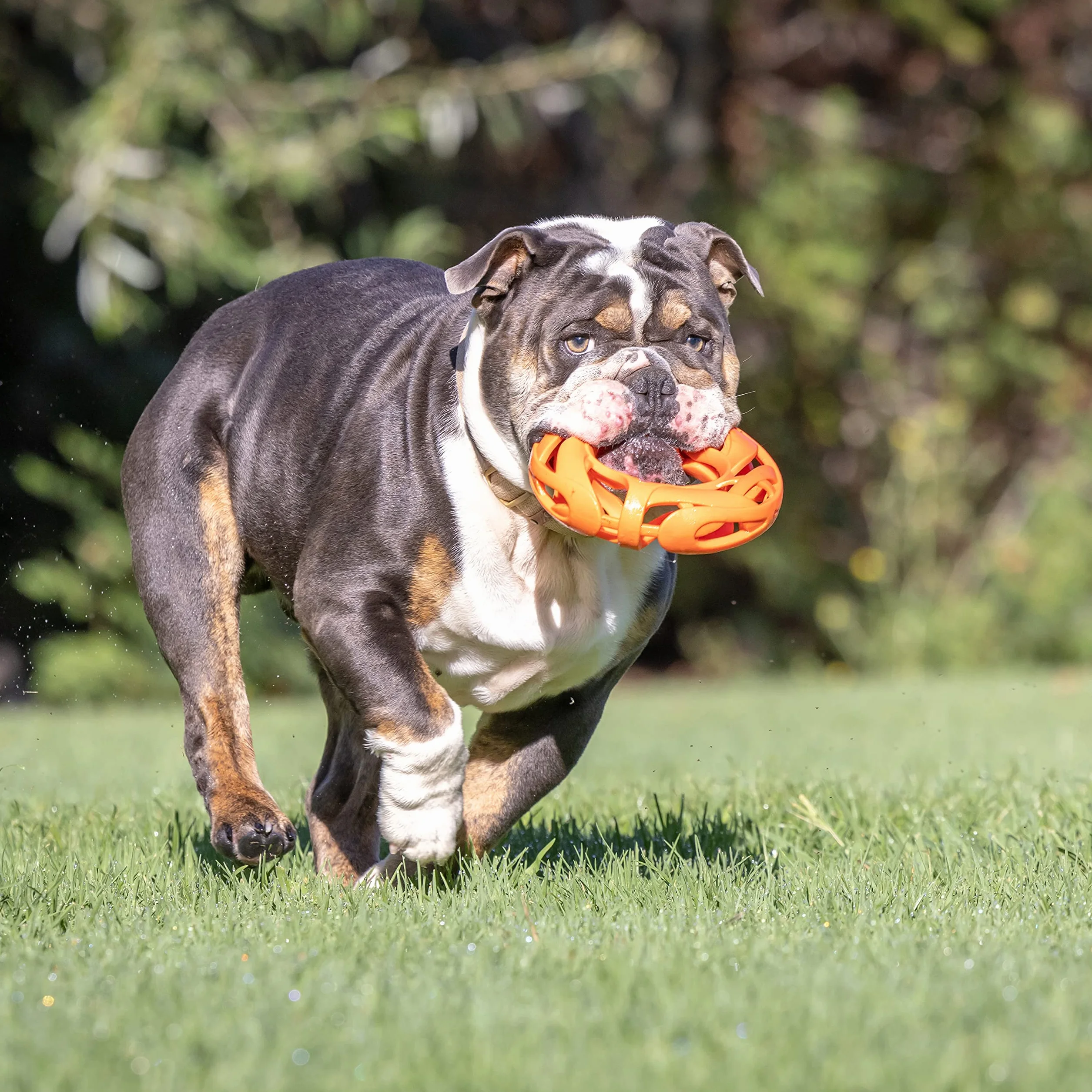 Chuckit! Air Fetch koło pies zabawka trwała frisbee dla psów latający dysk pies woda zabawka