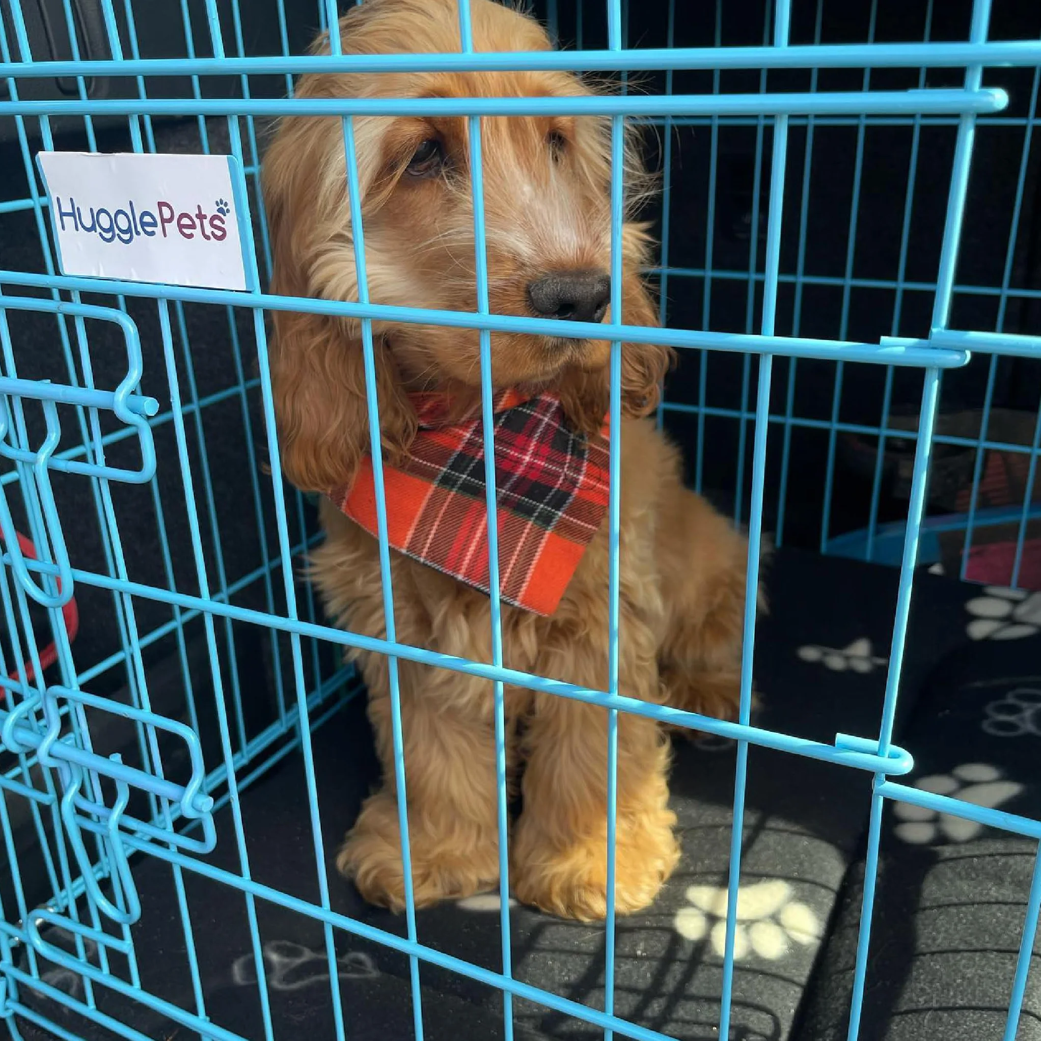 HugglePets Niebieska metalowa klatka dla psa szczeniaka składana średnia 76 cm podwójne drzwi z zamkami, samochód dom i skrzynia podróżna