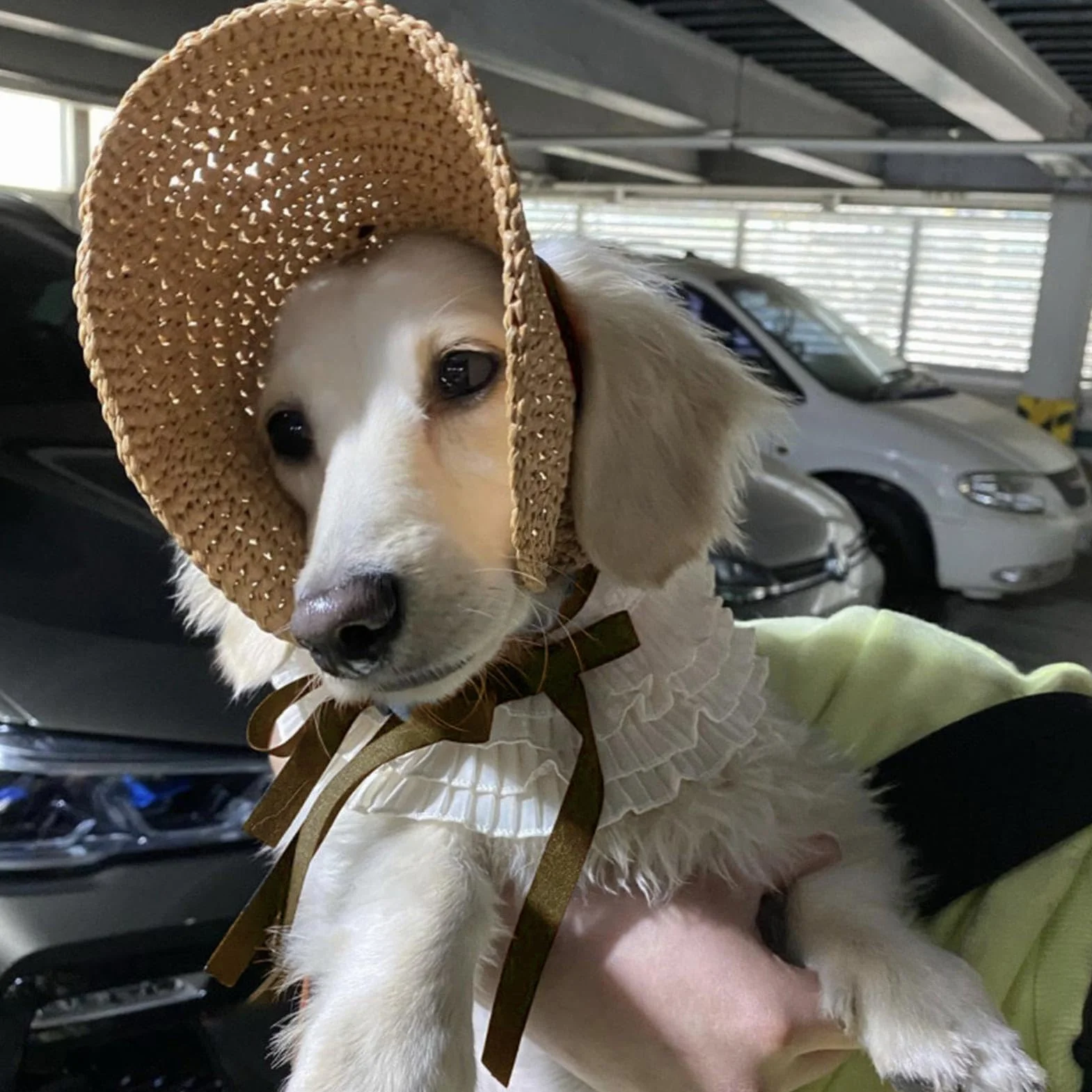 Kapelusz Bucket dla, kapelusz pla?owy dla, kapelusz przeciws?oneczny dla kota Letni kapelusz dla ma?ego | Kapelusz przeciws?oneczny dla psów, kot Sombrero dla ?o?ników kotów,